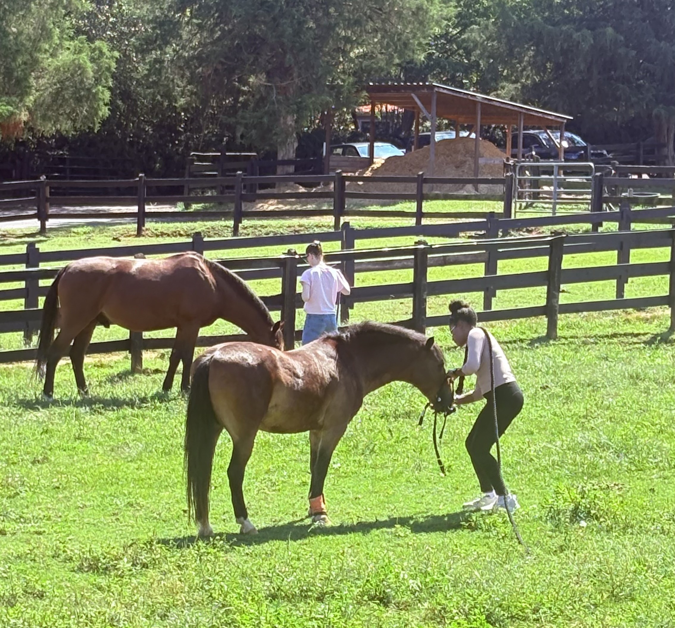 Therapy participant putting bridle on horse in pasture filled with lush grass